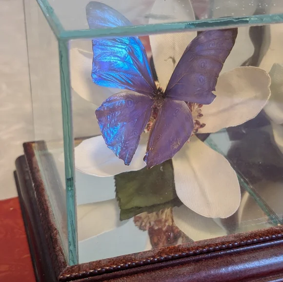 Butterfly Taxidermy Iridescent Blue Glass Dome - Picture 9 of 10